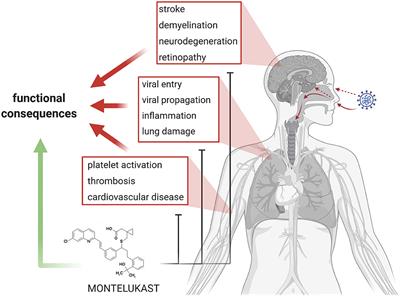 The Leukotriene Receptor Antagonist Montelukast as a Potential COVID-19 Therapeutic